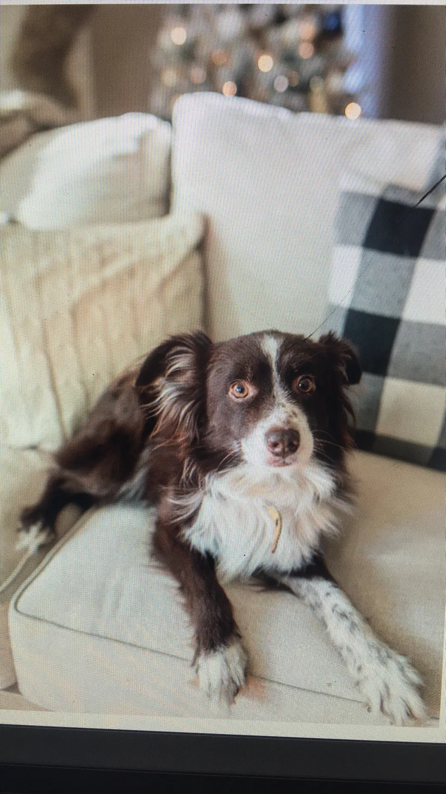 Lost dog in High Point, NC, 27265