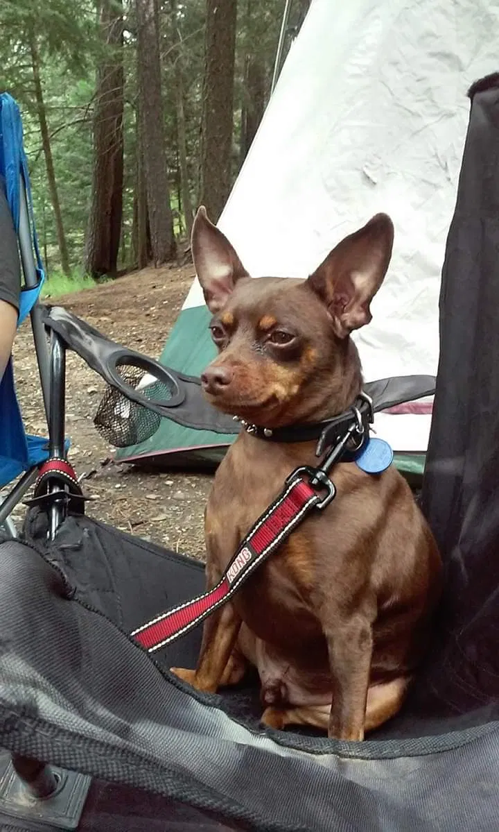 Lost dog in Tucson, AZ, 85719