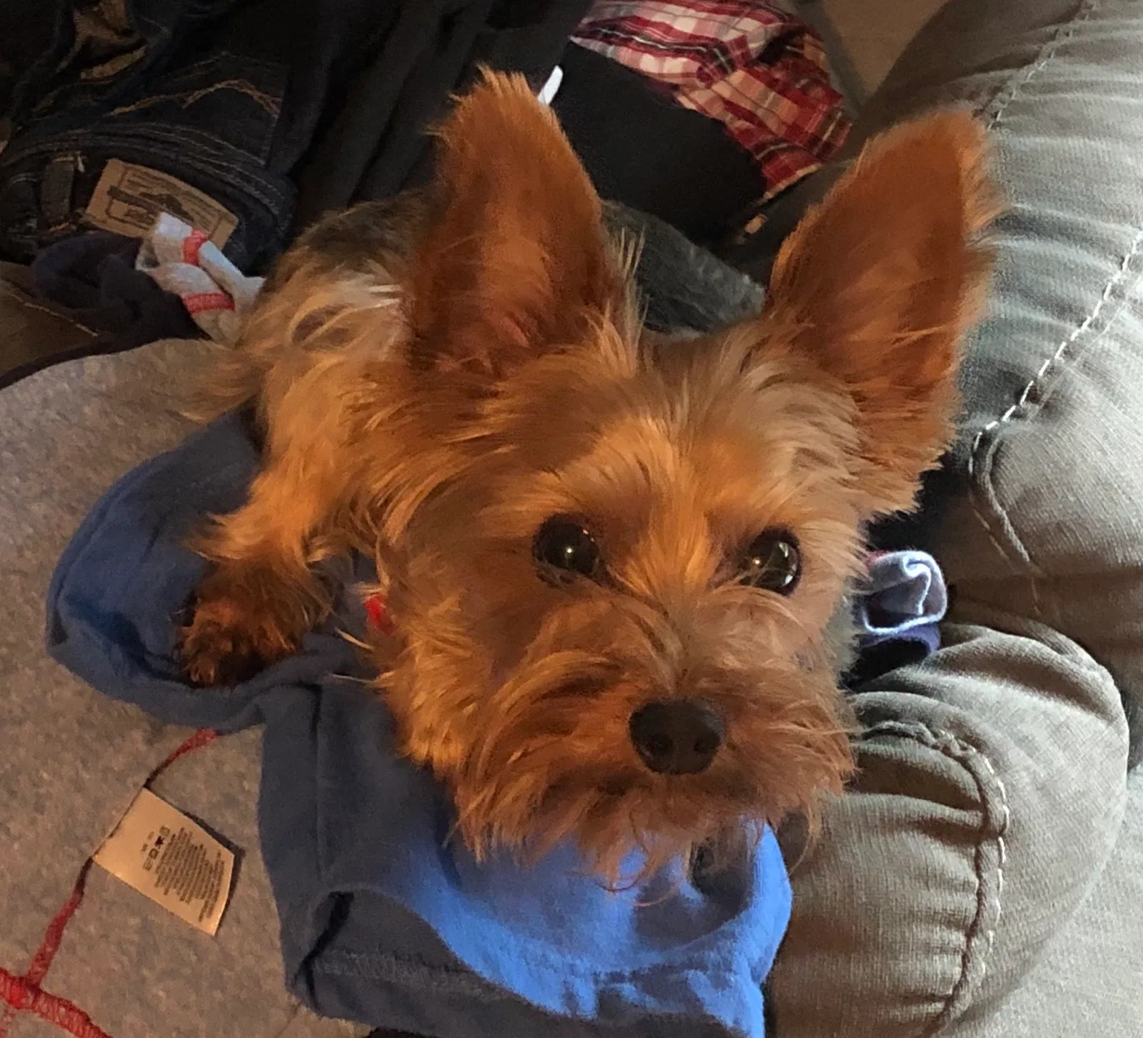 Lost dog in Louisburg, KS, 66053