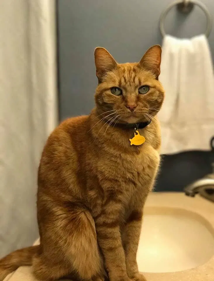 Lost cat in Austin, TX, 78727