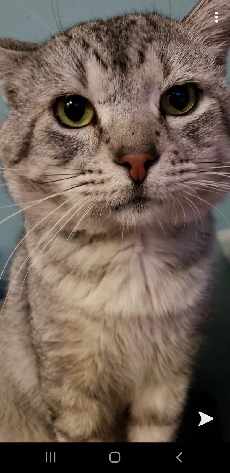 Lost cat in Riverside, CA, 92503