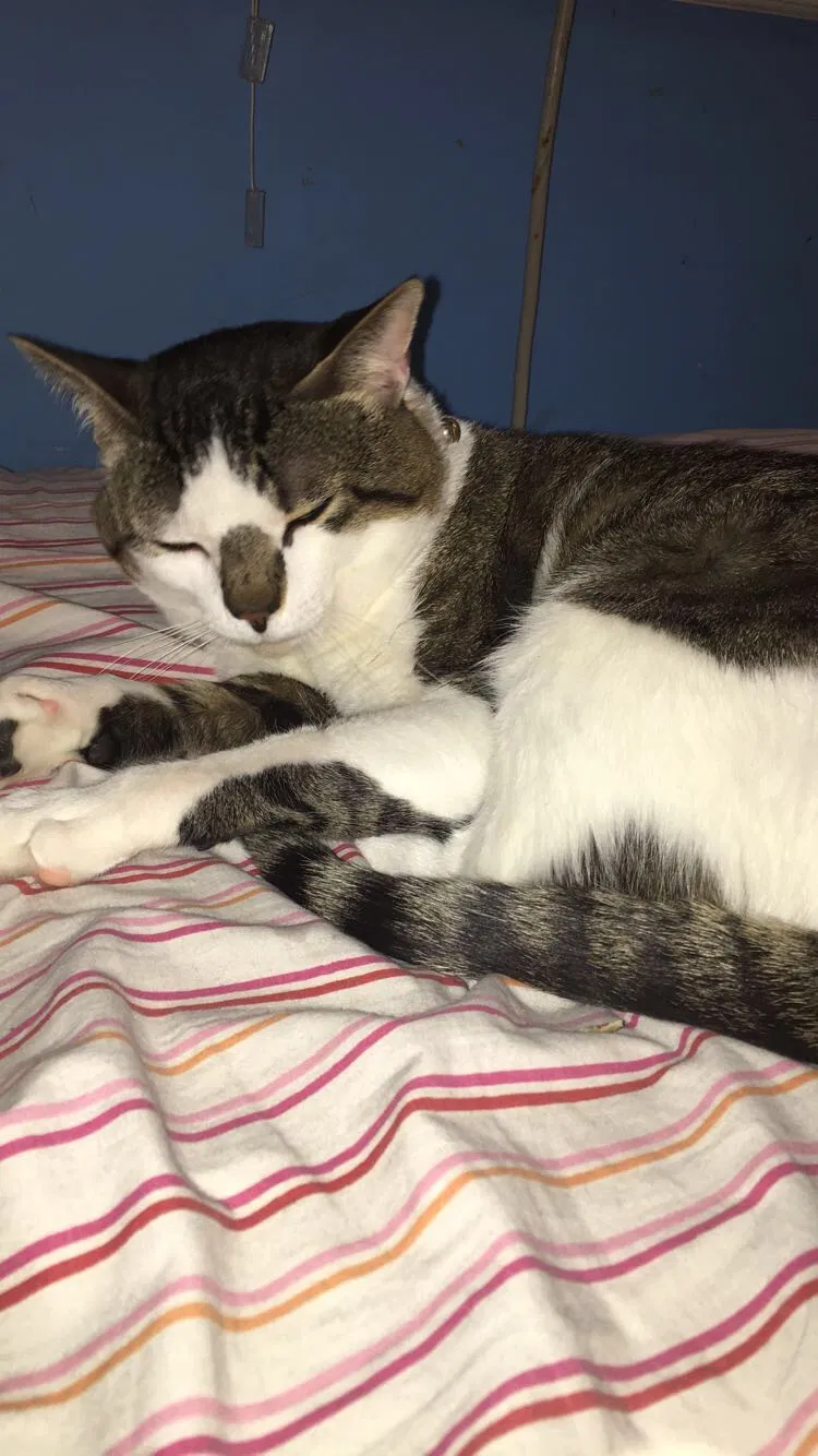 Lost cat in Cresskill, NJ, 7626