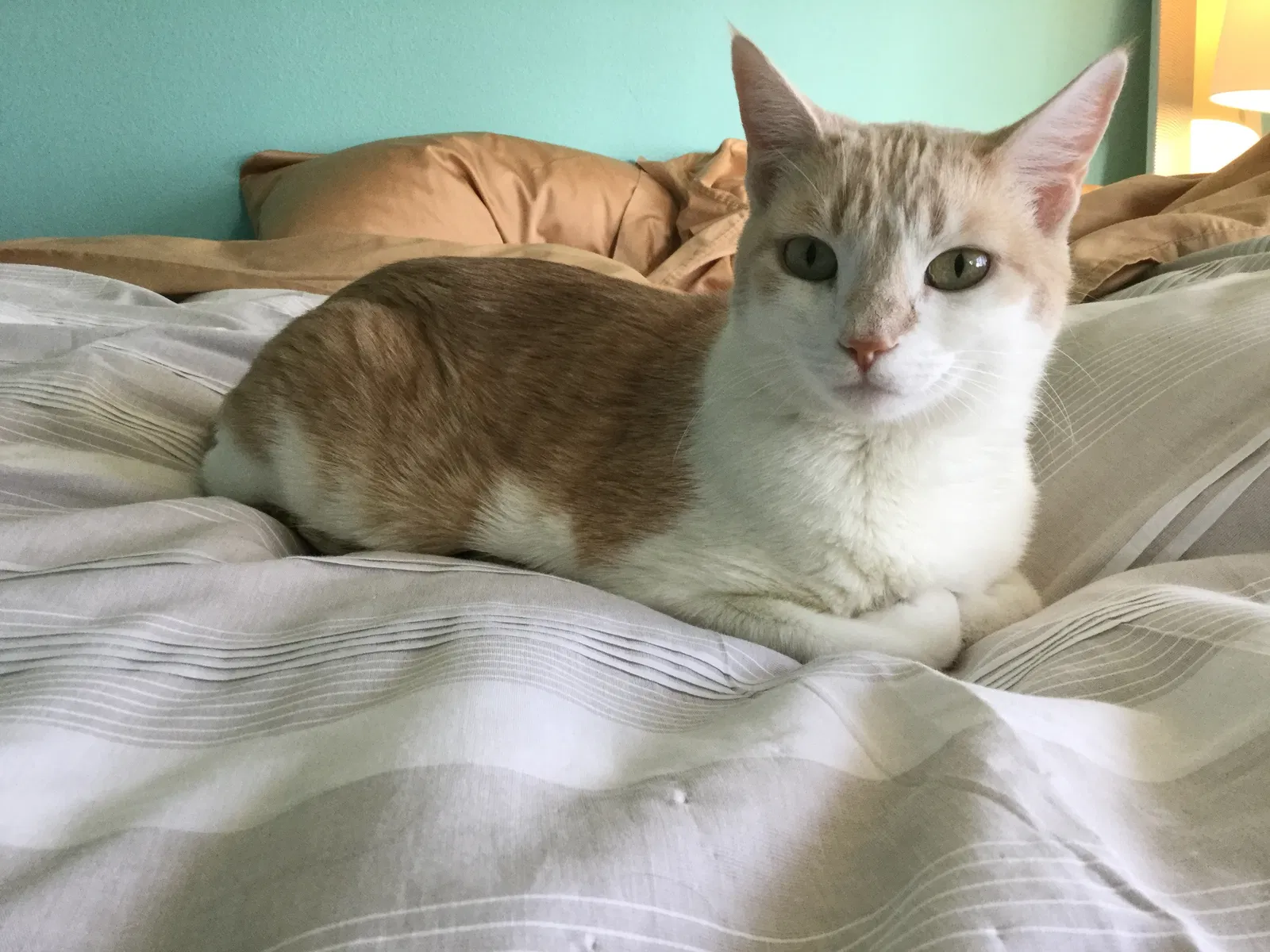 Lost cat in Trabuco Canyon, CA, 92679