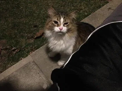 Lost cat in Ypsilanti, MI, 48197