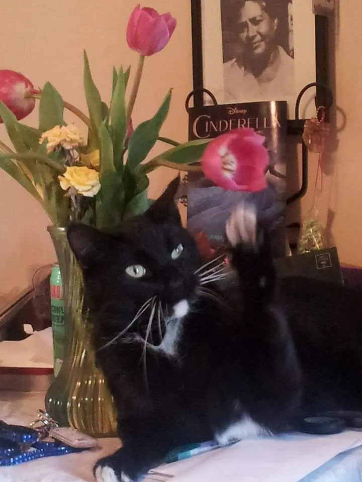 Lost cat in Altadena, CA, 91001