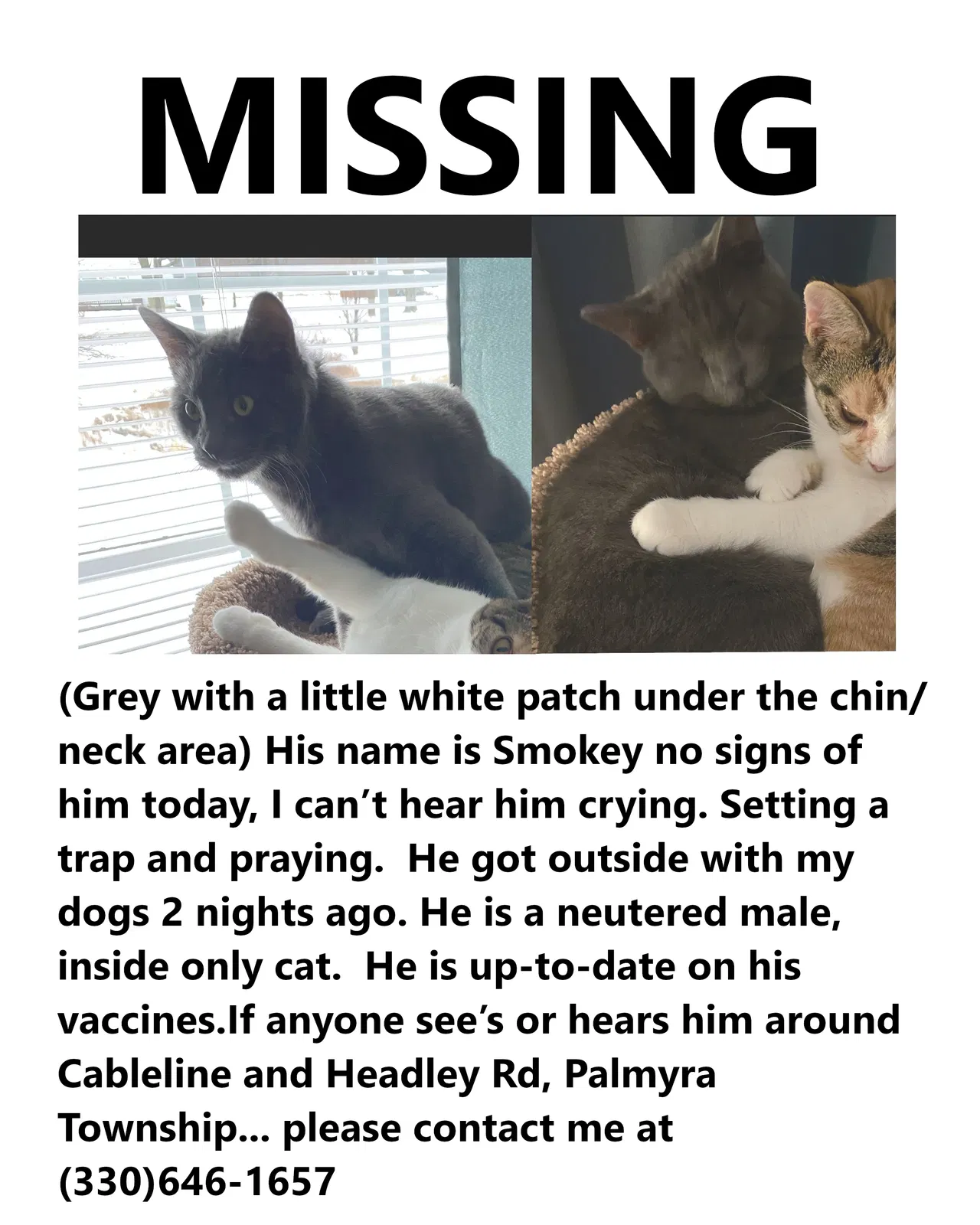 Lost cat in Newton Falls, OH, 44444