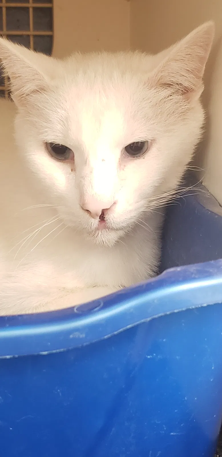 Lost cat in Longview, TX, 75604