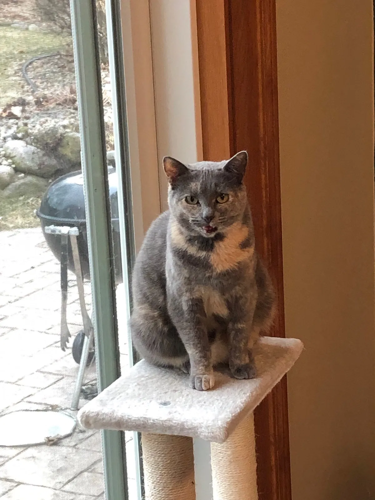 Lost cat in Waunakee, WI, 53597