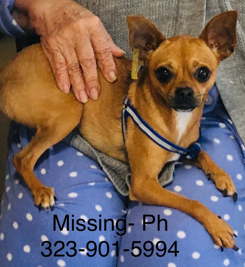 Lost dog in Los Angeles, CA, 90032