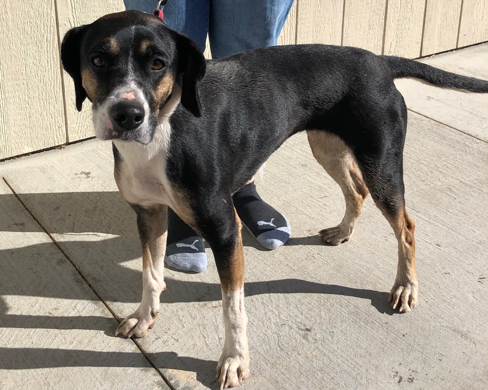 Lost dog in Manhattan, KS, 66502