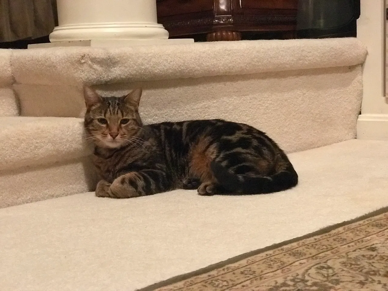 Lost cat in Springfield, VA, 22150