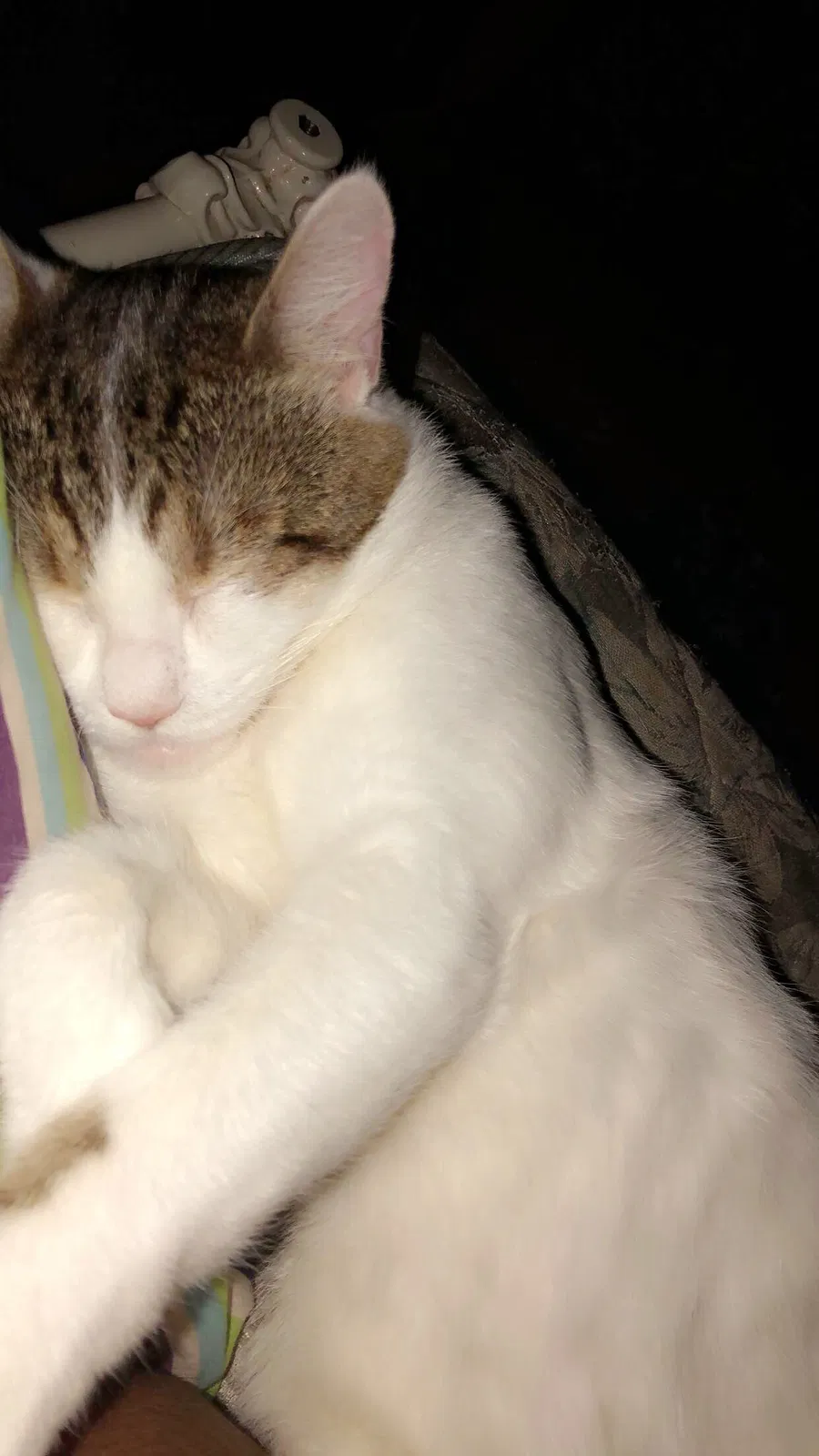 Lost cat in Brentwood, CA, 94513