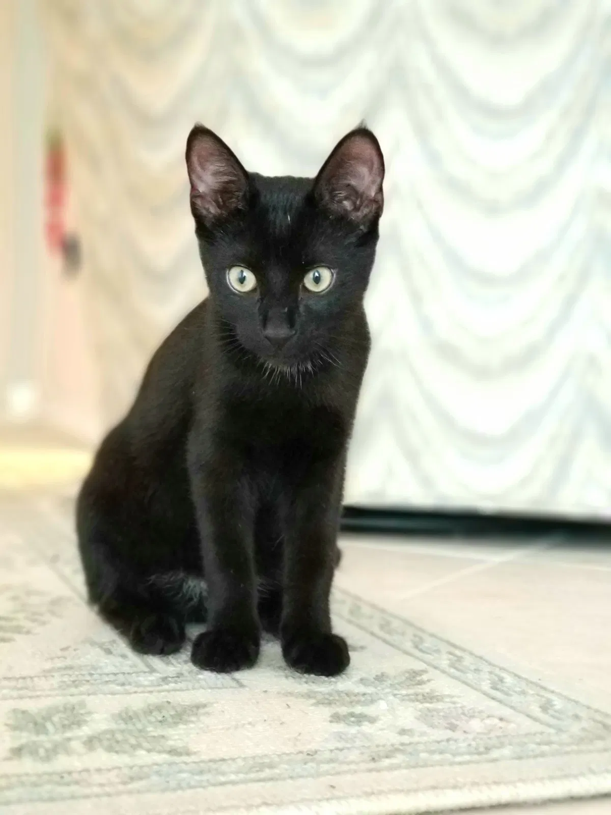 Lost cat in Birmingham, AL, 35215