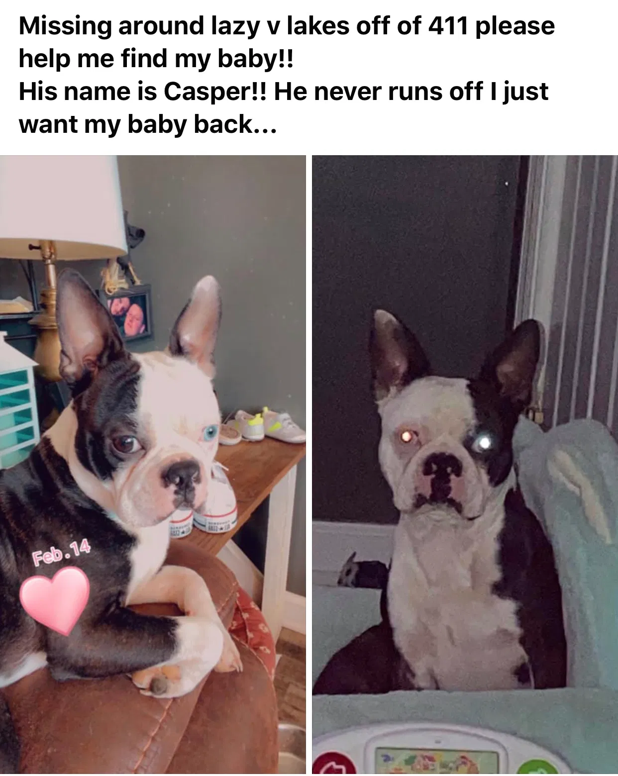 Lost dog in Odenville, AL, 35120
