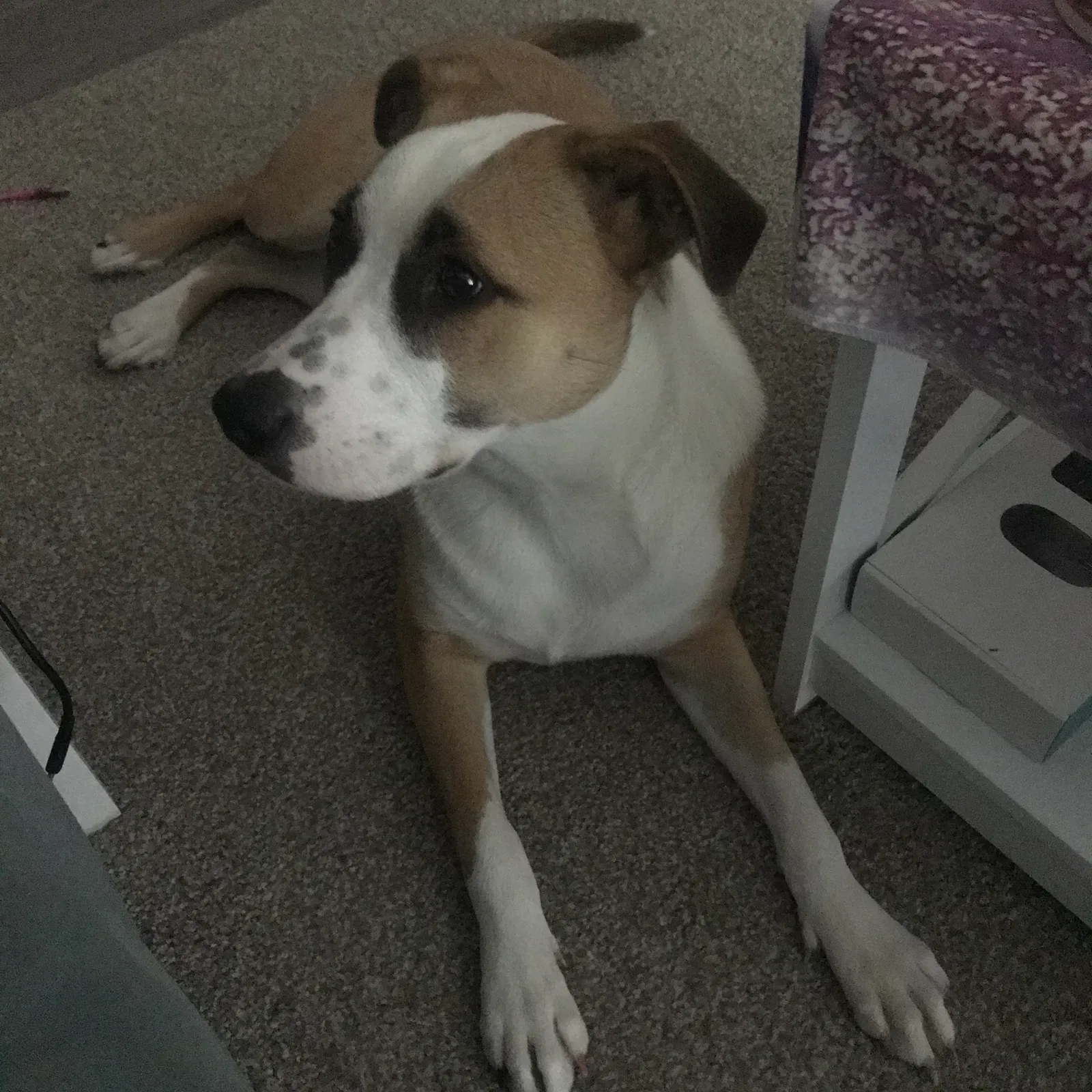 Lost dog in San Antonio, TX, 78254