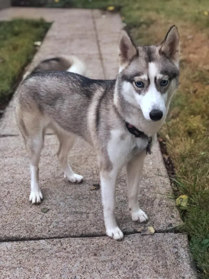Lost dog in Clarksville, TN, 37043