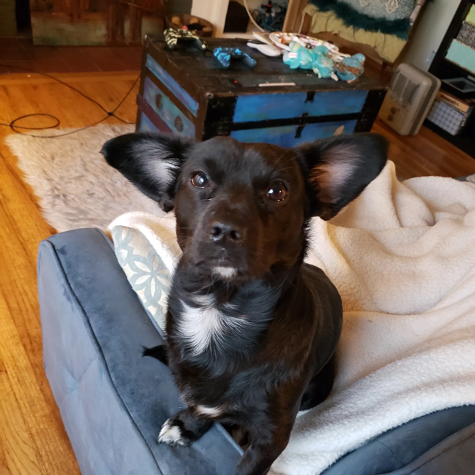 Lost dog in Seattle, WA, 98133