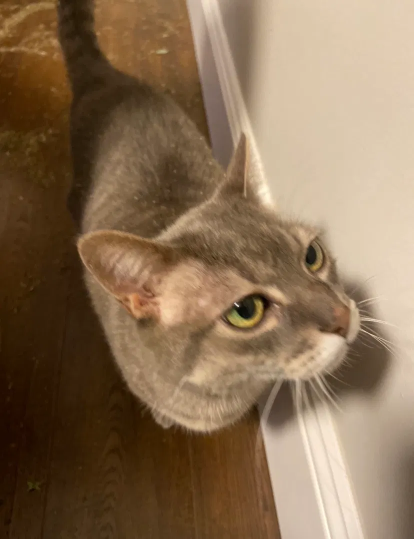 Lost cat in Unknown, MN, 0