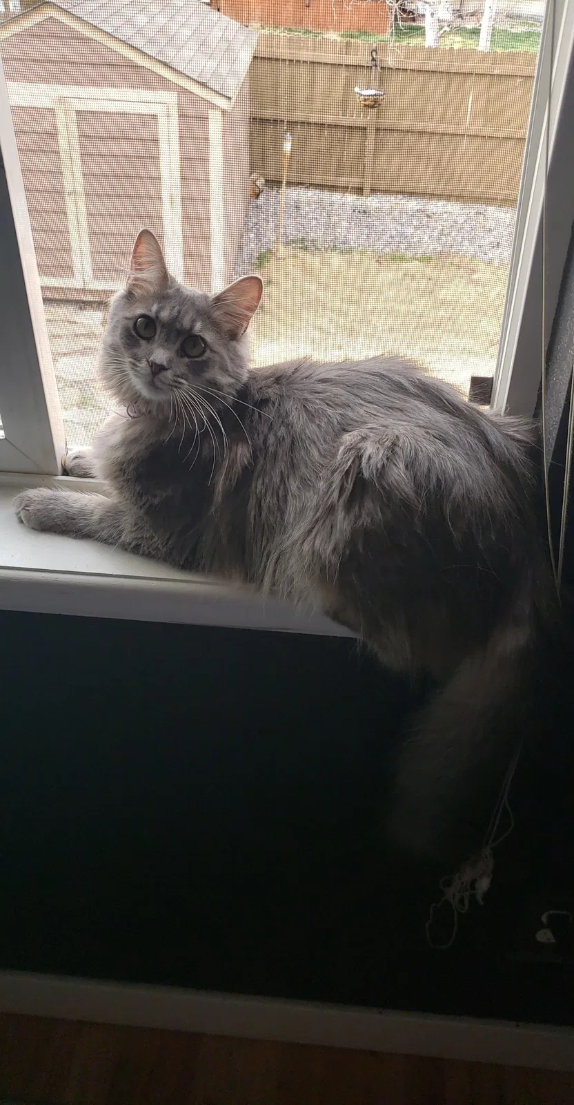 Lost cat in Thornton, CO, 80241