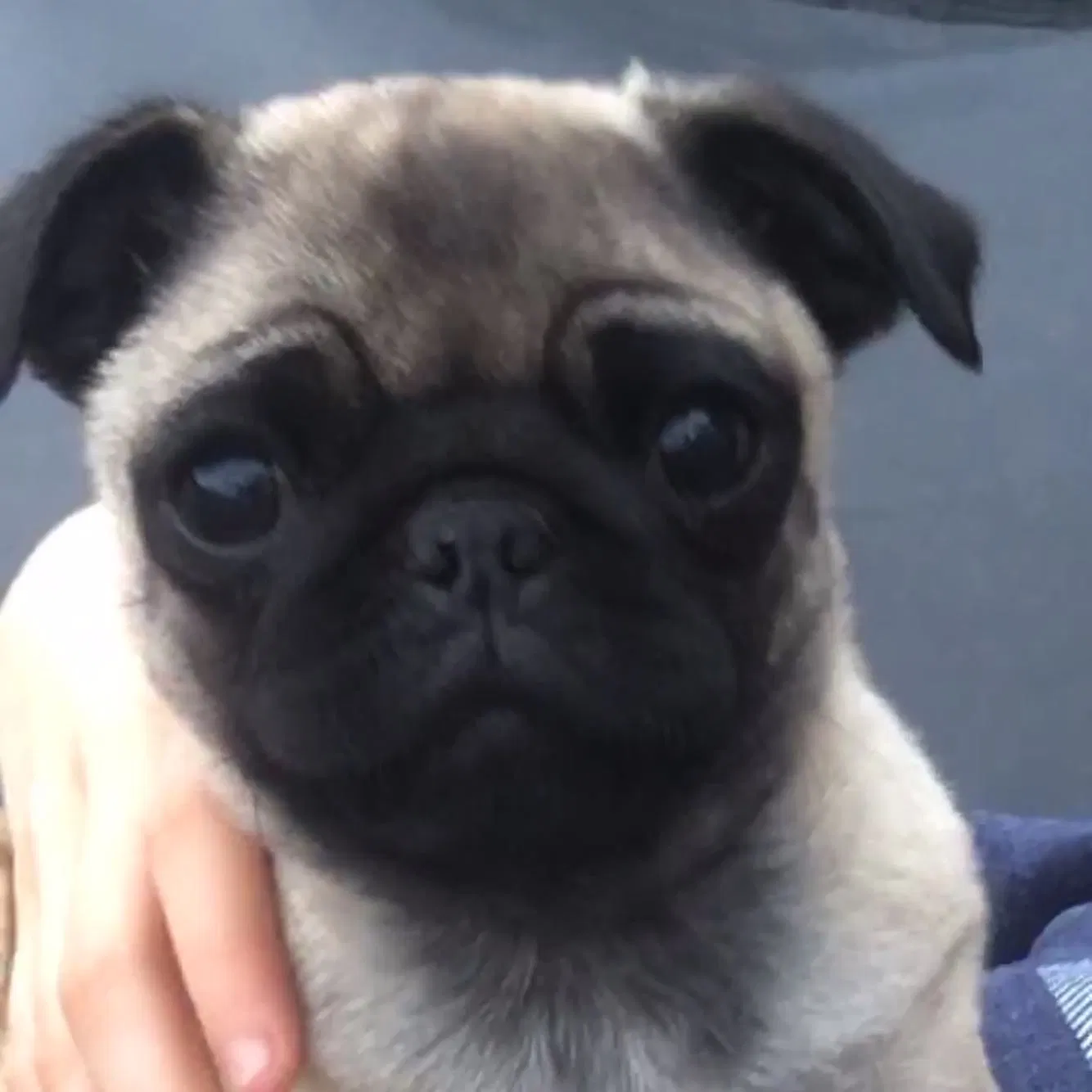 Lost dog in Bakersfield, CA, 93309