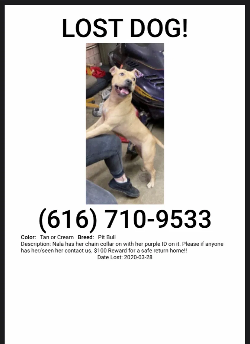 Lost dog in Grand Rapids, MI, 49507