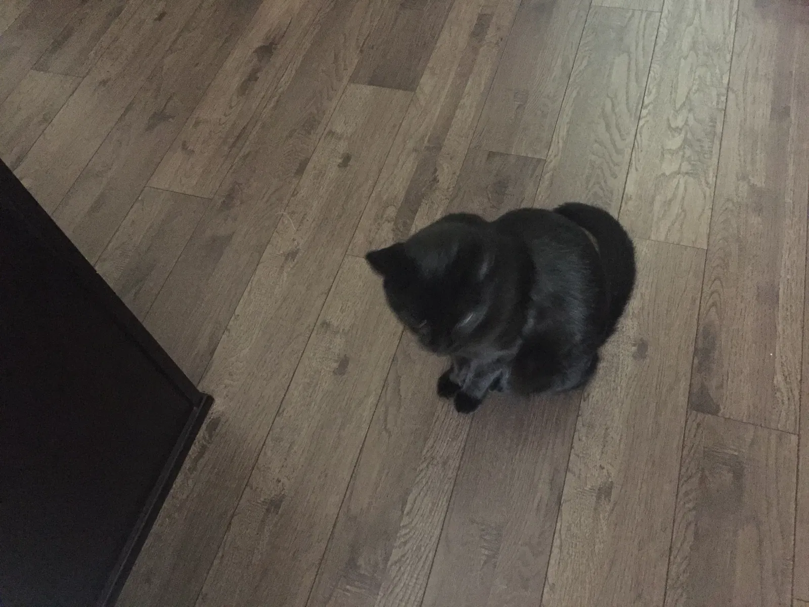 Lost cat in Castle Rock, CO, 80104