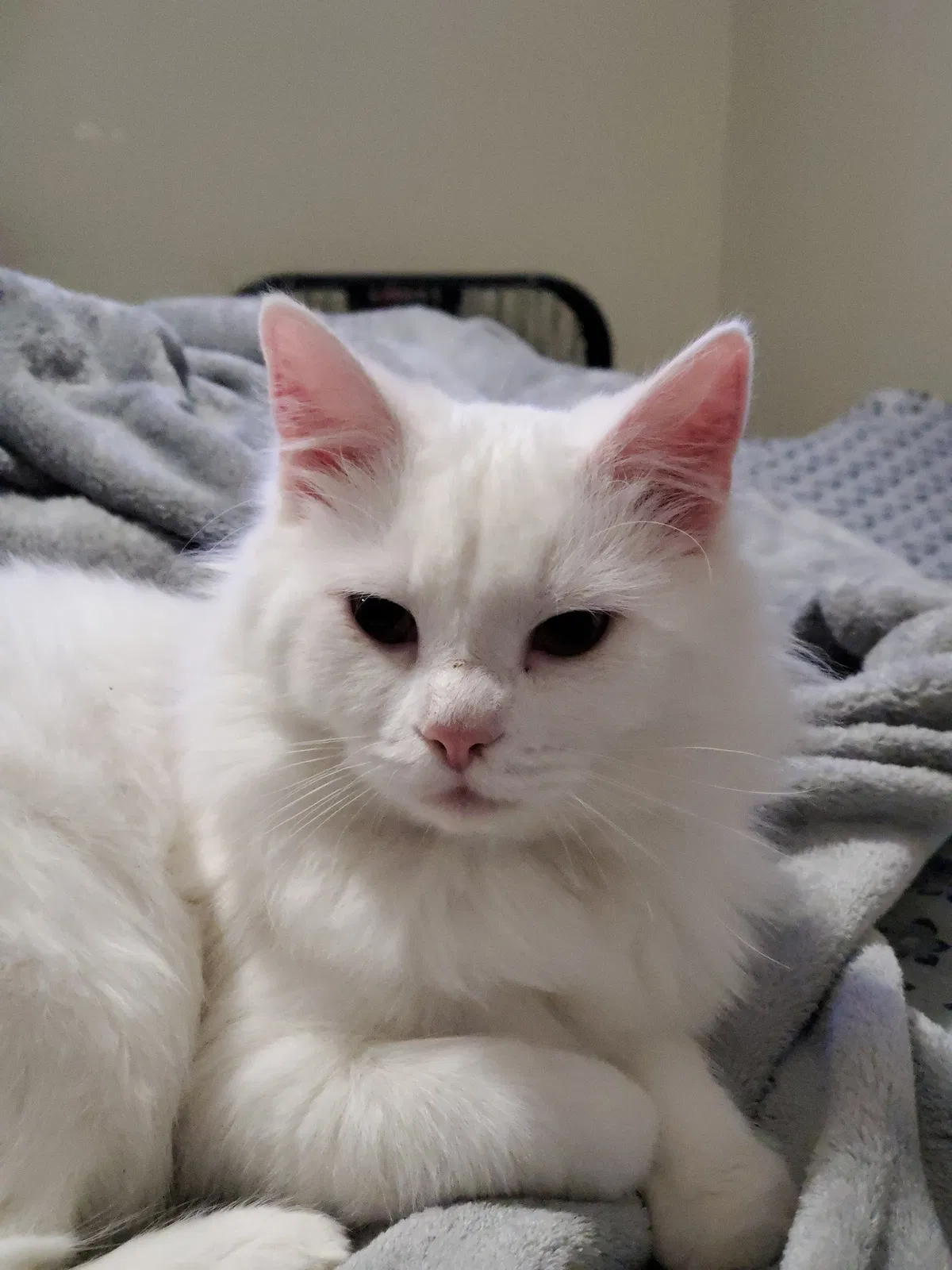 Lost cat in Columbus, OH, 43207