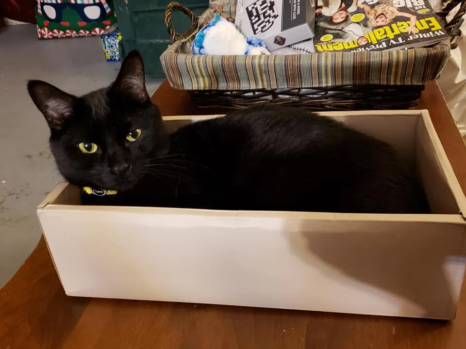 Lost cat in Phoenix, AZ, 85032