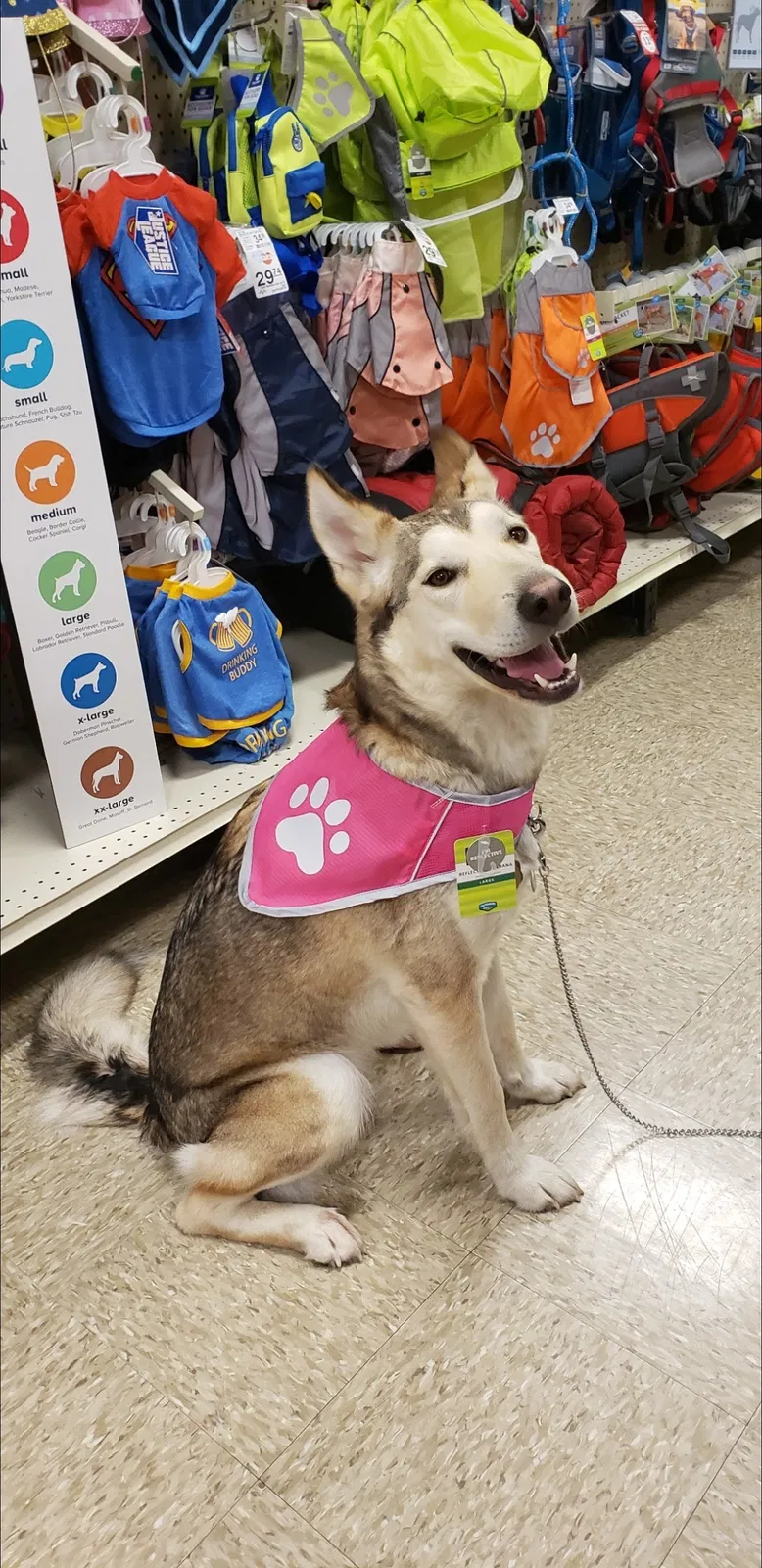 Lost dog in Port Charlotte, FL, 33948