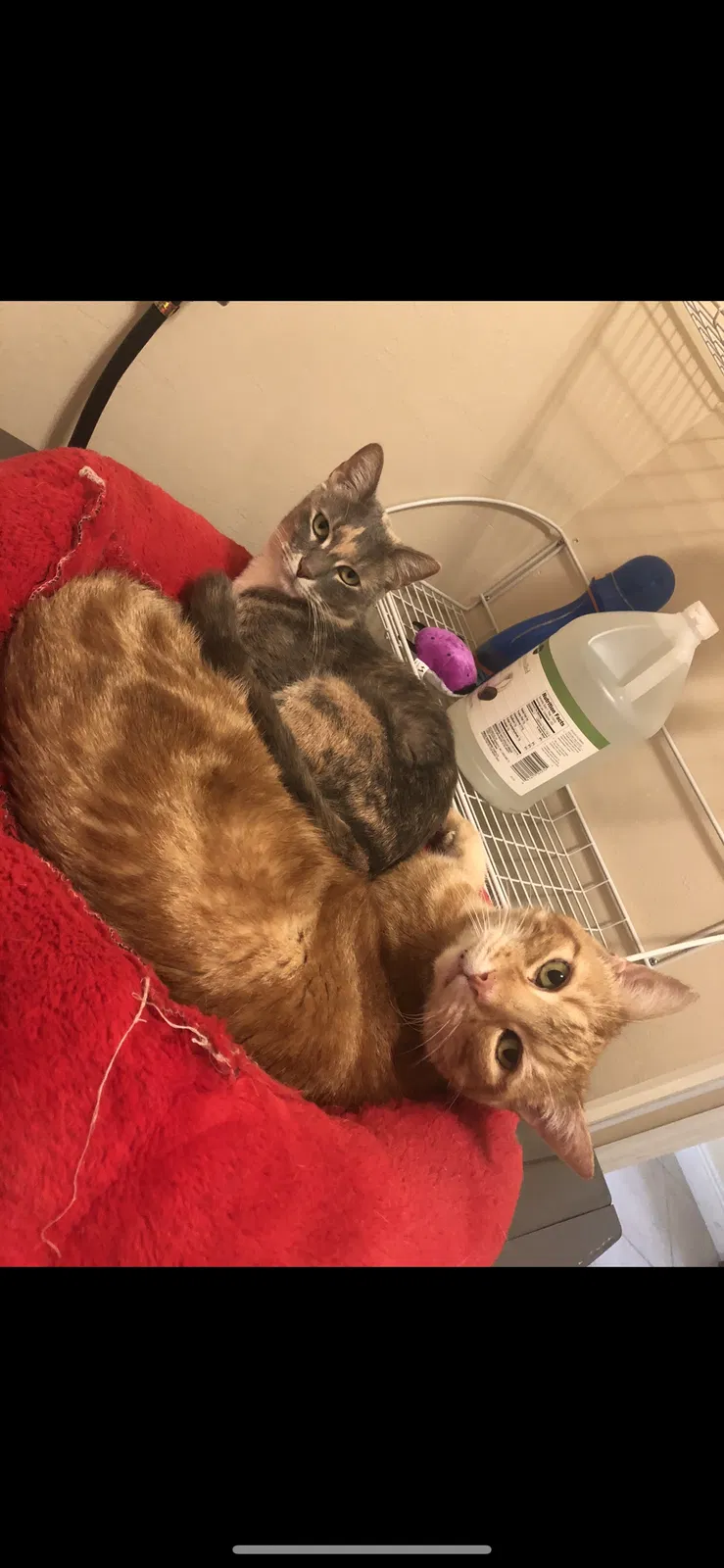Lost cat in Cape Coral, FL, 33914