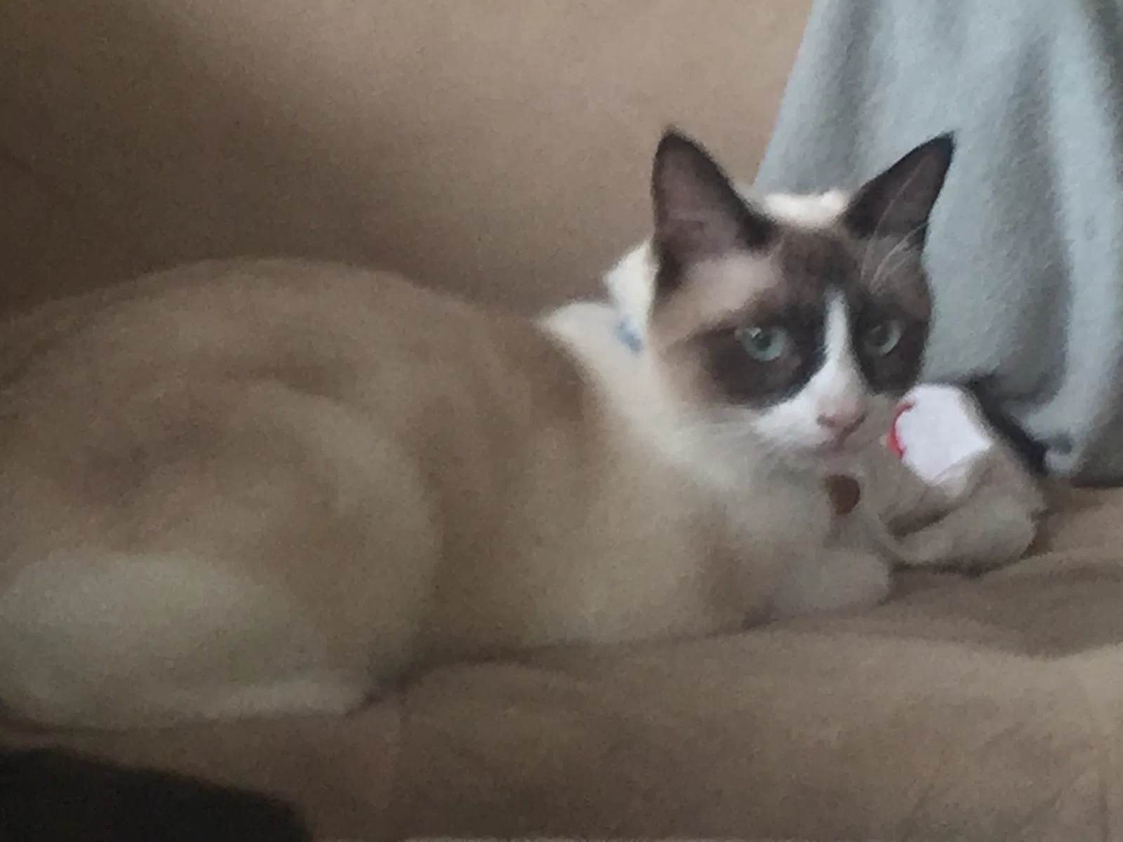Lost cat in Bonita Springs, FL, 34134