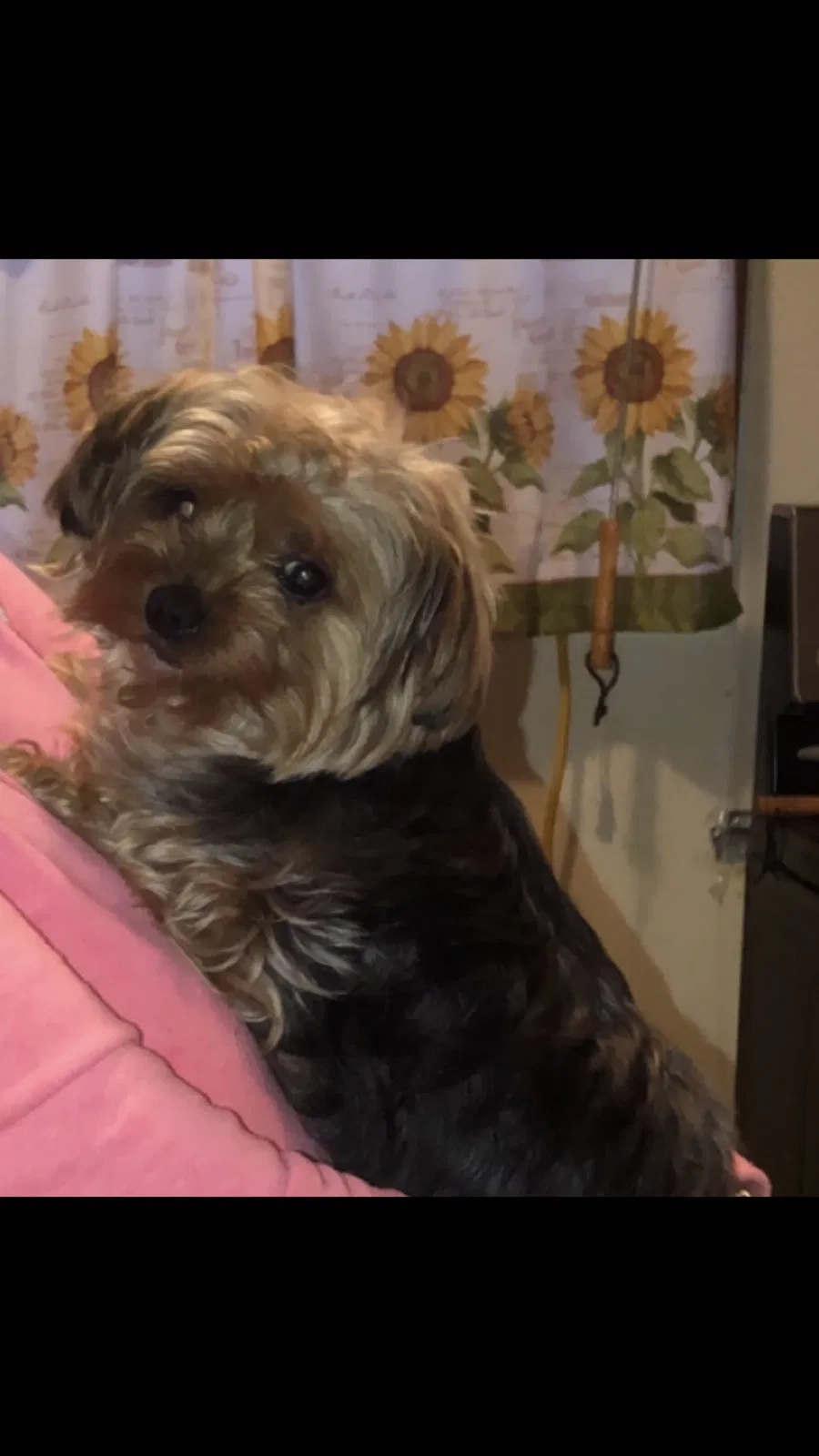 Lost dog in Pasadena, TX, 77503