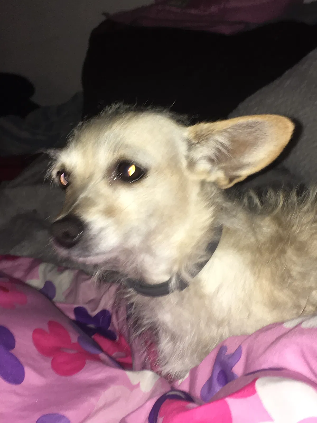 Lost dog in Sacramento, CA, 95820