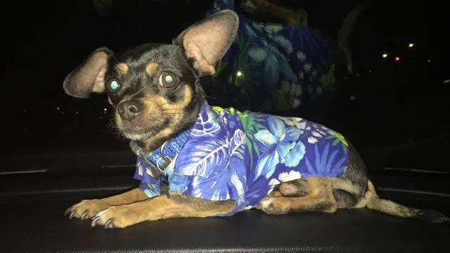 Lost dog in Mira Loma, CA, 91752