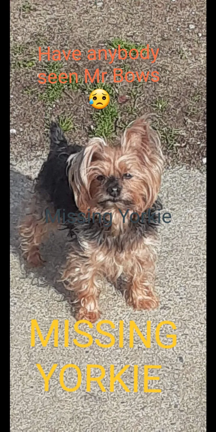 Lost dog in Greensboro, NC, 27407