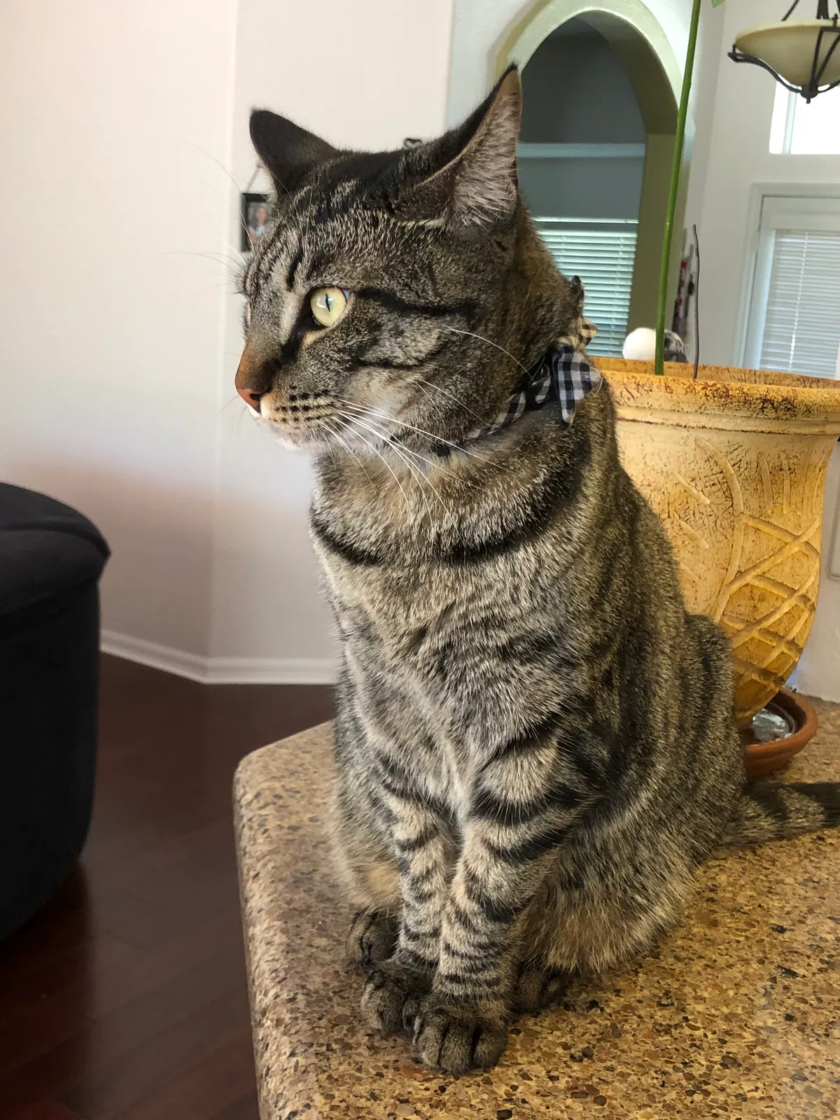 Lost cat in Clermont, FL, 34711