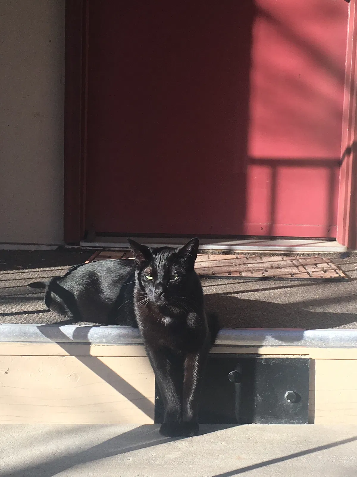 Lost cat in Portland, OR, 97229