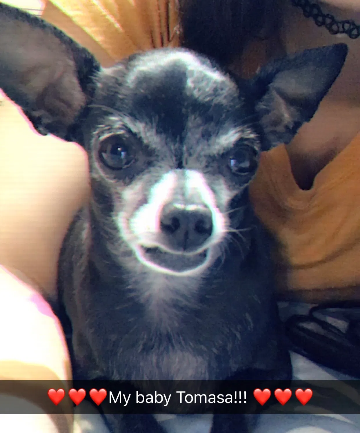 Lost dog in Fontana, CA, 92336