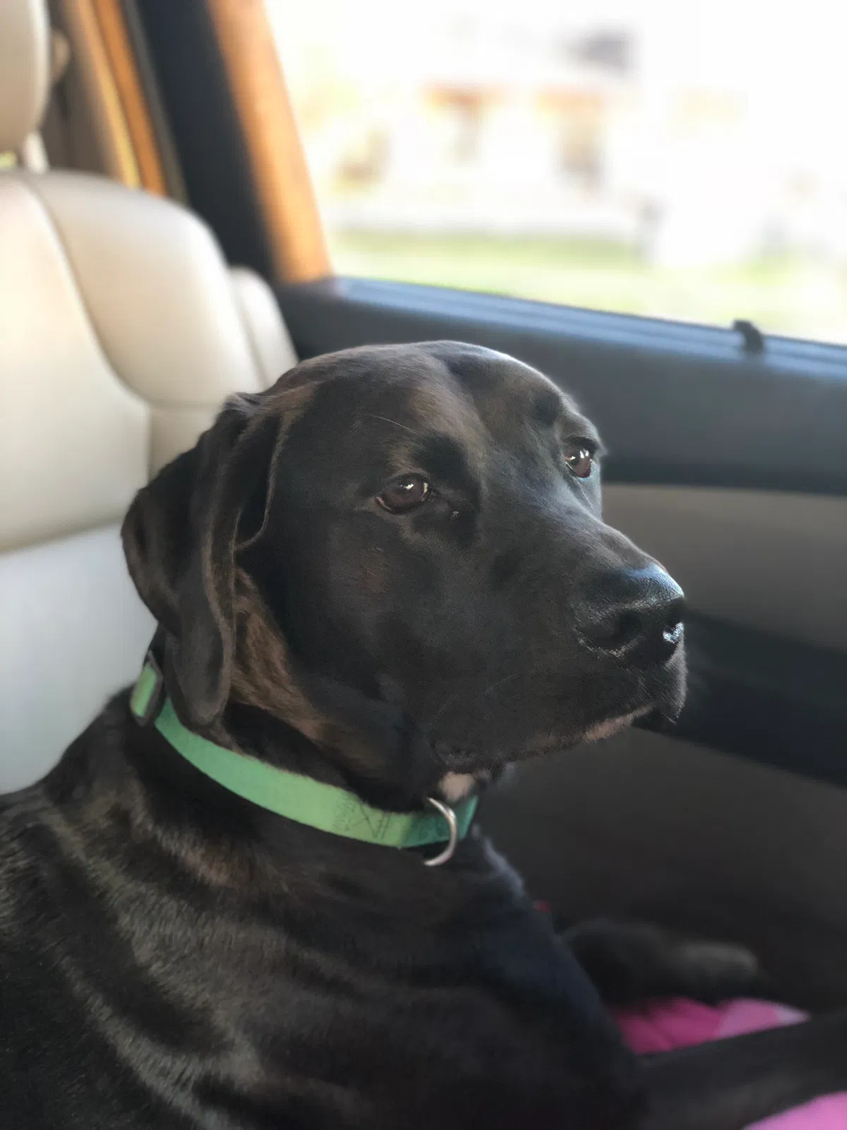 Lost dog in Lafayette, LA, 70503