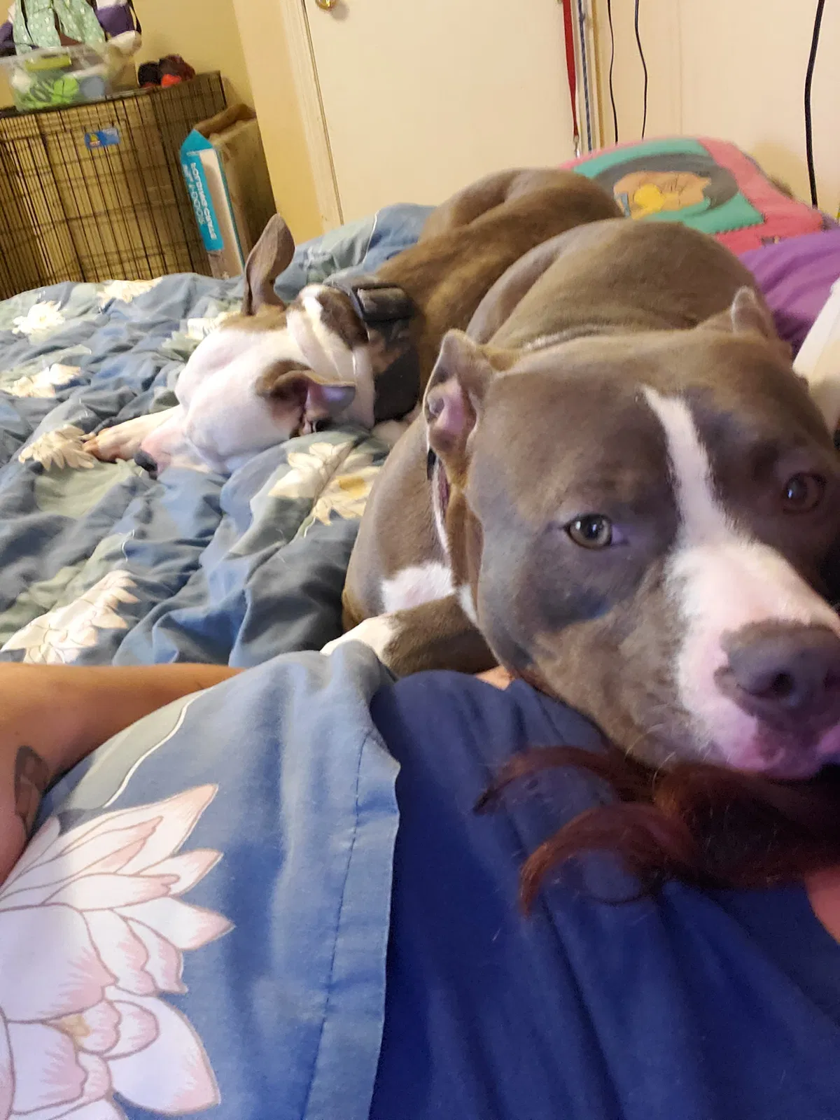 Lost dog in Flat Rock, NC, 28731