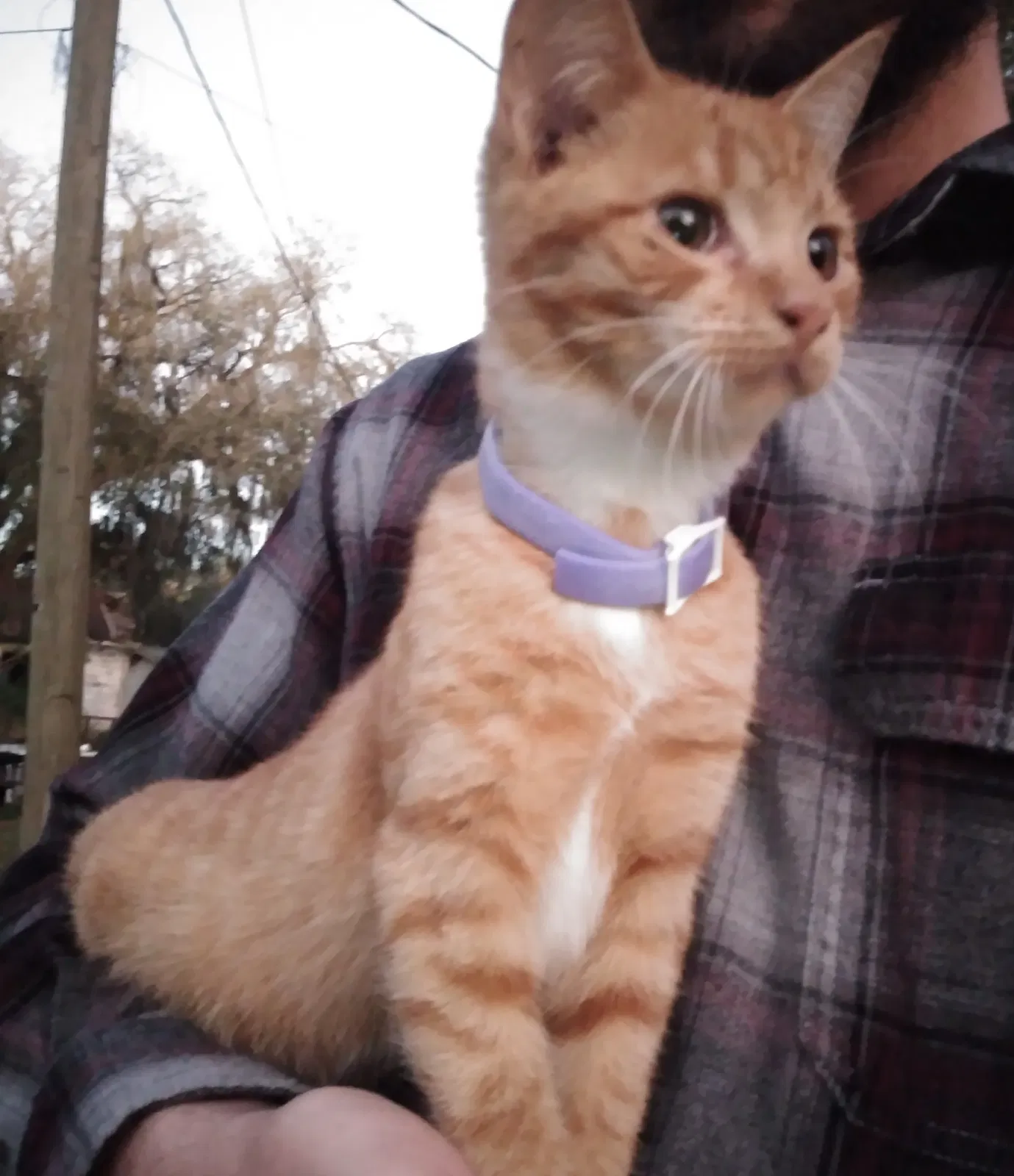 Lost cat in Kissimmee, FL, 34746