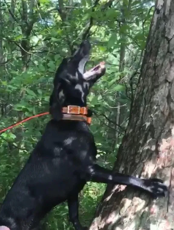 Lost dog in Janesville, WI, 53548