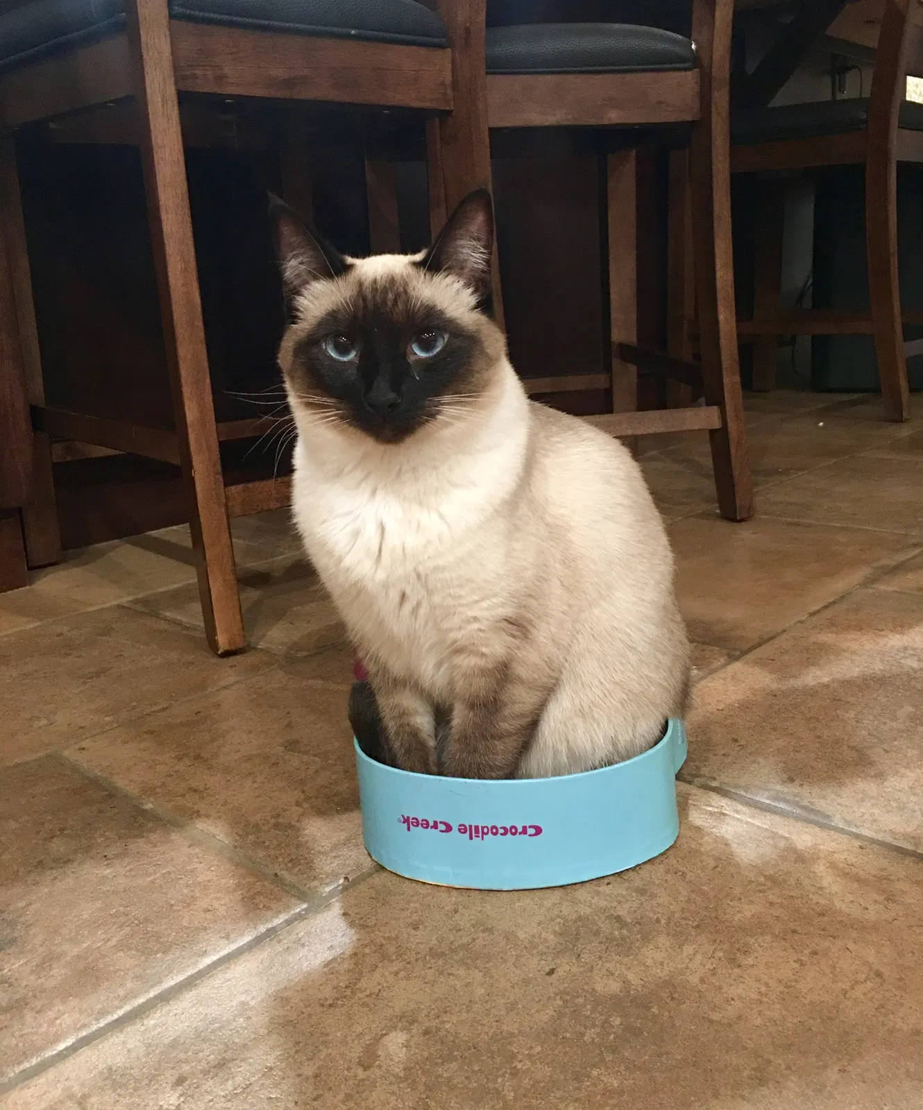 Lost cat in Carmichael, CA, 95608