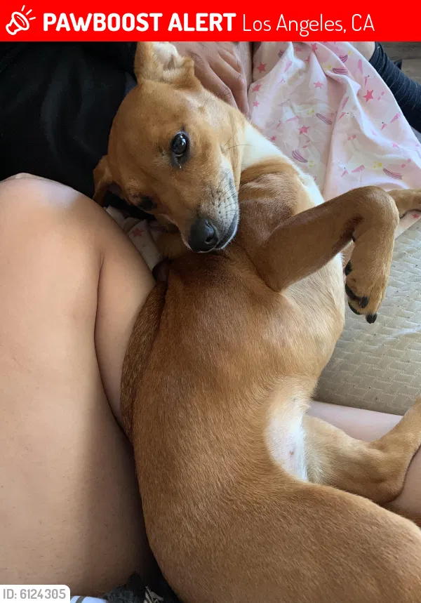 Lost dog in Los Angeles, CA, 90006