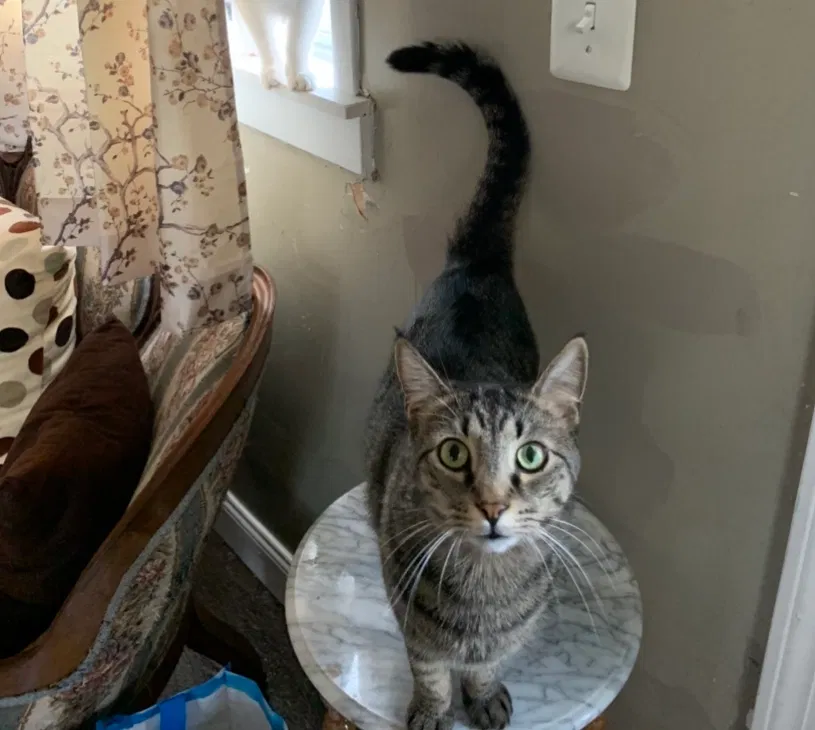 Lost cat in Hamburg, NY, 14075