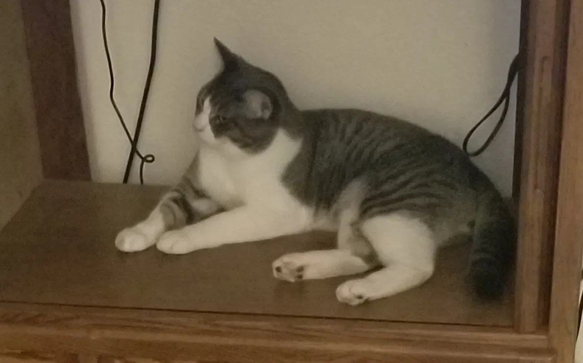 Lost cat in Salem, OR, 97305