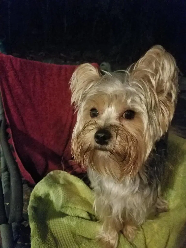 Lost dog in Birmingham, AL, 35243