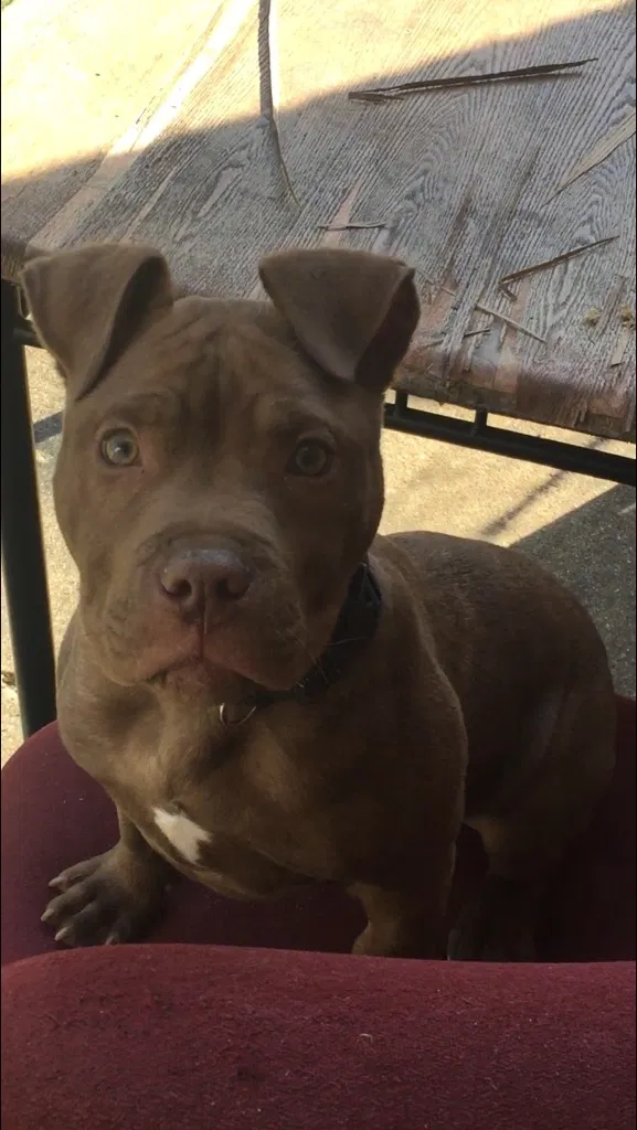 Lost dog in Montgomery, AL, 36117