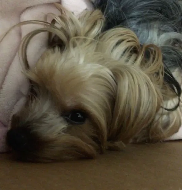 Lost dog in San Antonio, TX, 78232