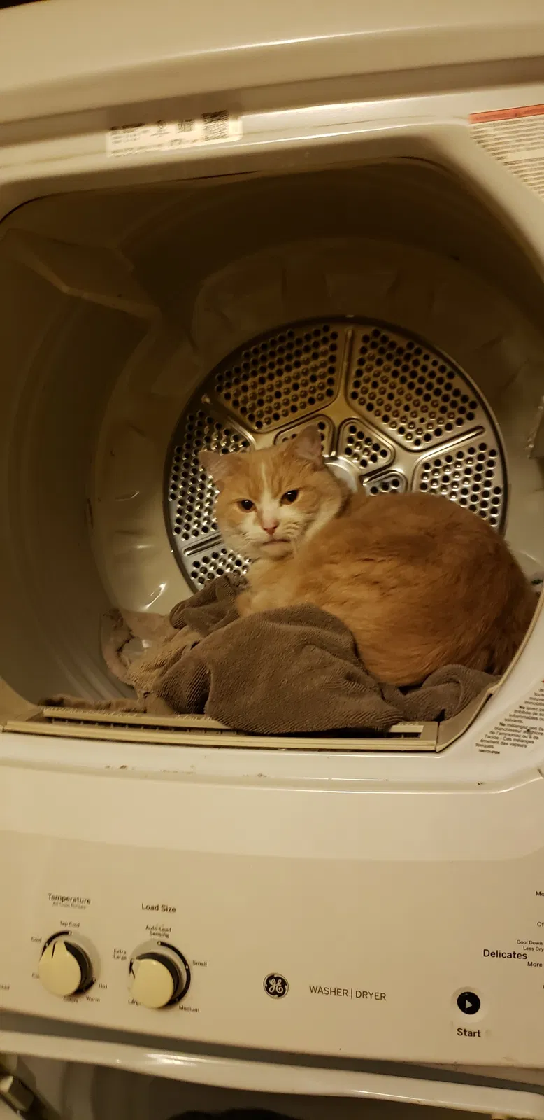 Lost cat in Memphis, TN, 38111